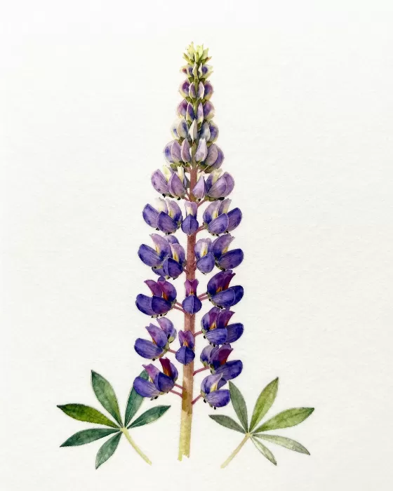 Violet Spike
