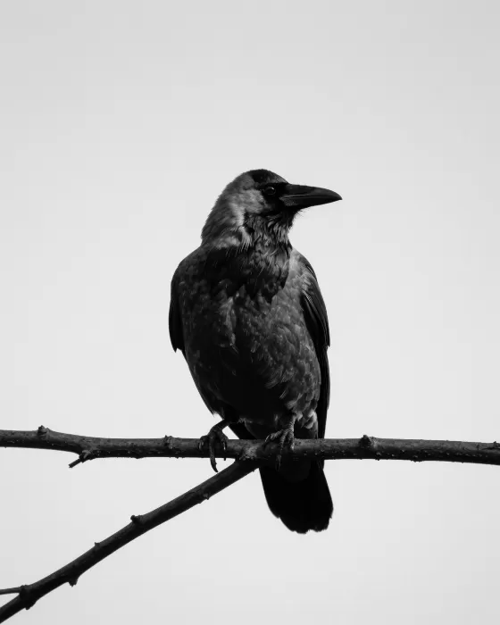 Bare Perch