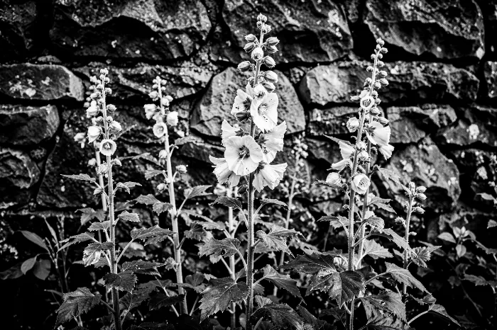 Hollyhock Wall