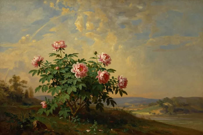 Peony Terrace