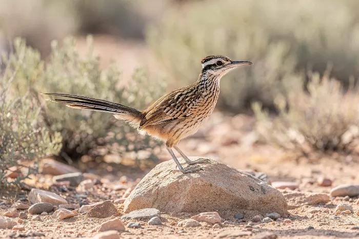 Desert Watcher
