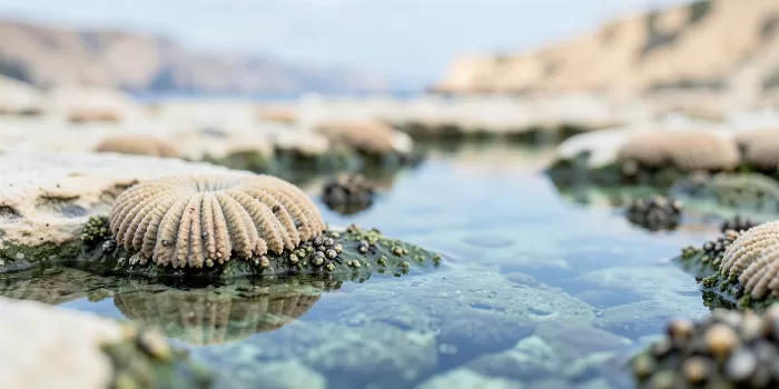 Tidepool Rosettes