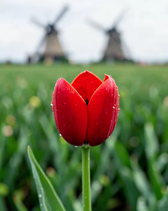 Tulip Dewdrops