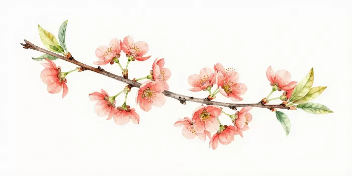Quince Bloom