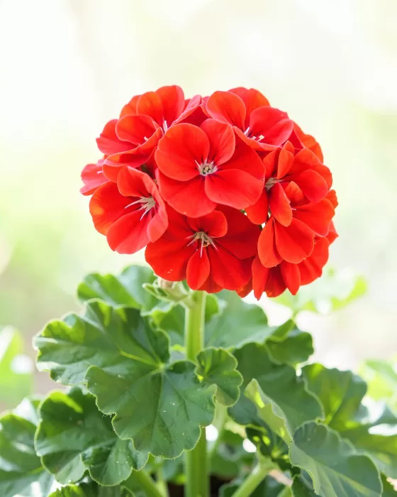 Crimson Cluster