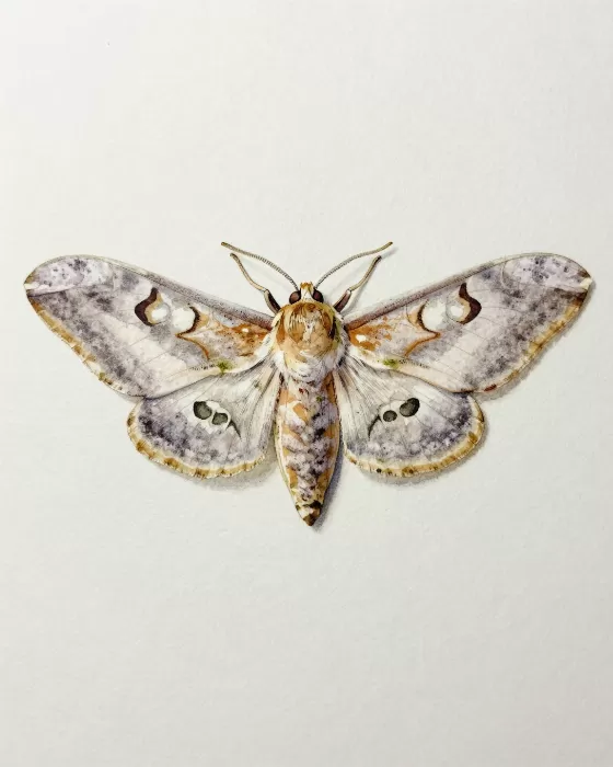 Moth Study