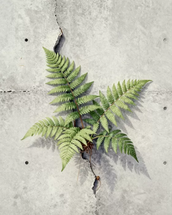 Fern Crack