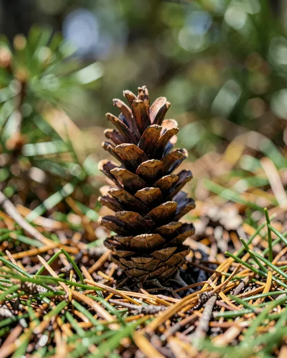 Forest Scale