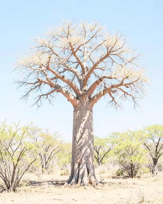 Baobab Midday