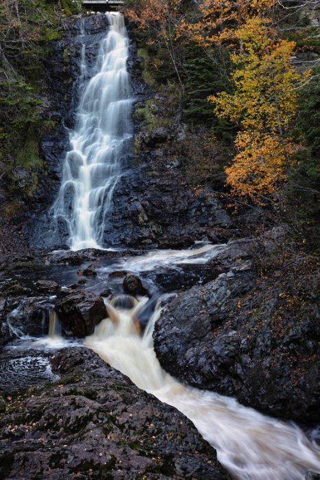 Forest Serenity - Newfoundland art print
