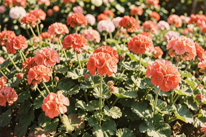 Summer Border