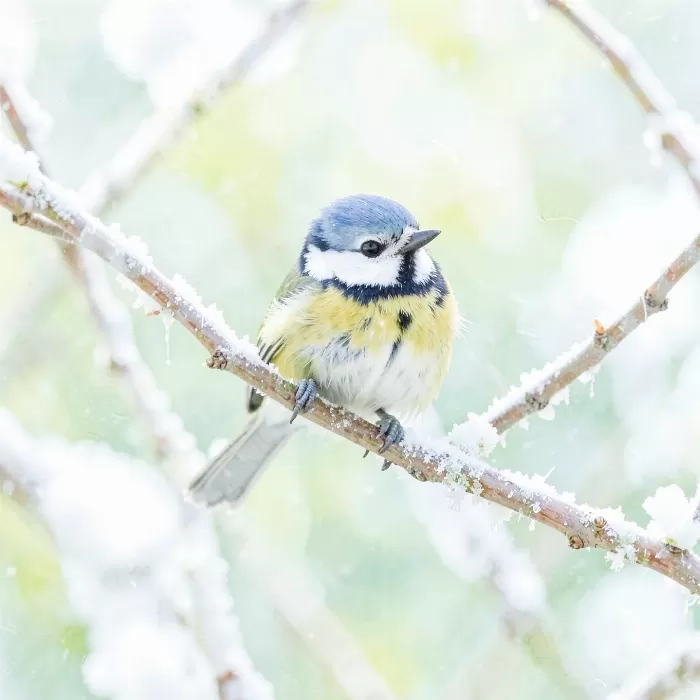Frost Chickadee