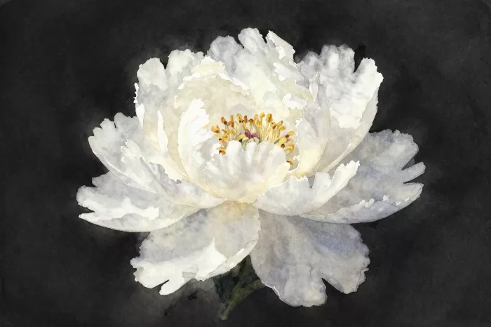Pearl Peony
