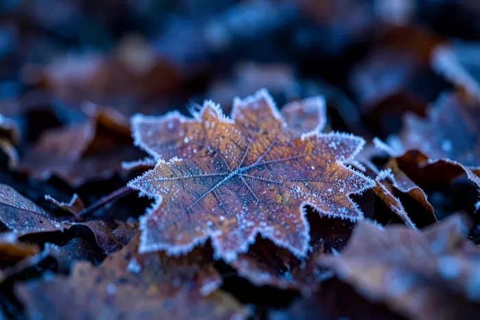 Ice Veins