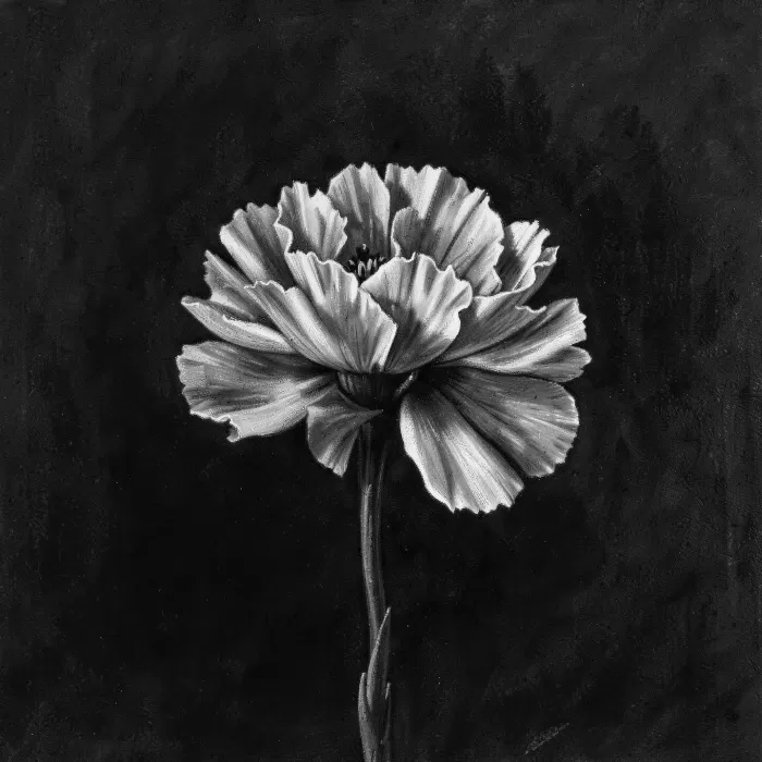 Charcoal Carnation