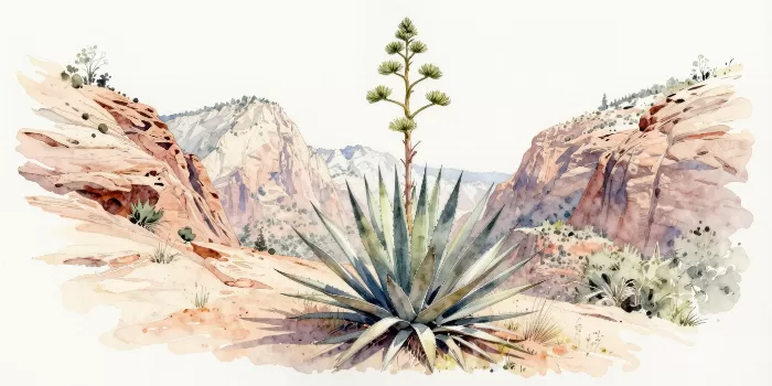 Zion Agave