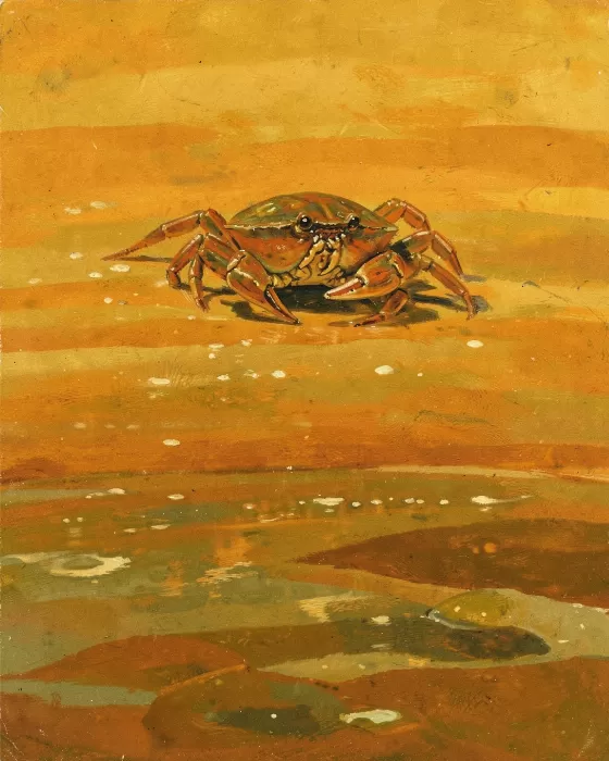 Tidepool Crab