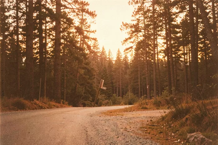 Amber Pines