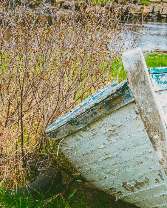 Maybe Today - Newfoundland art print