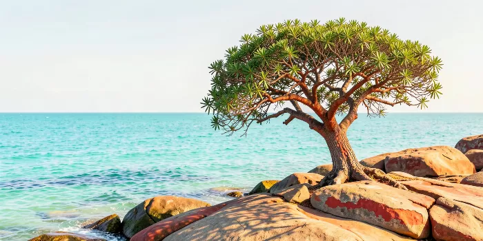 Arbutus Shore