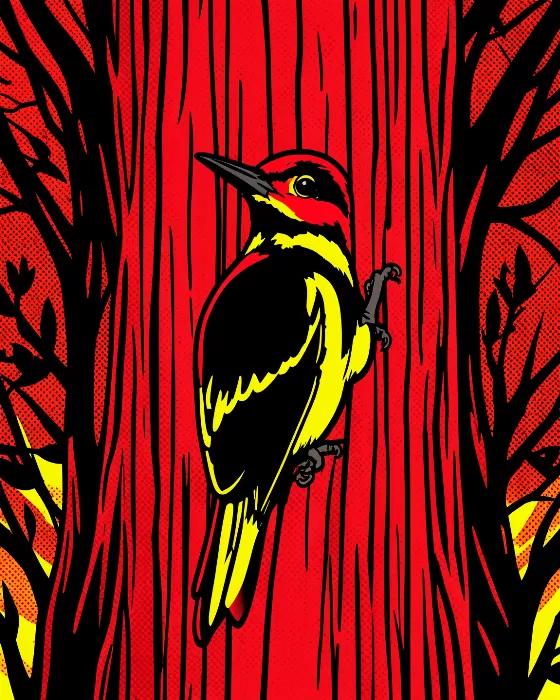 Peck Pop