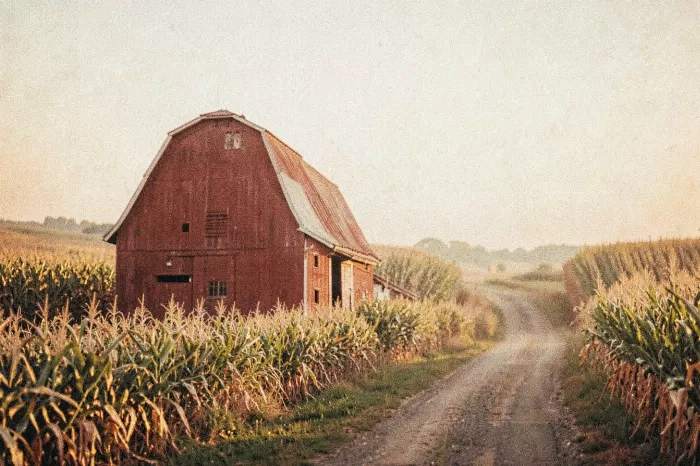 Cornfield Horizon