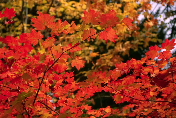 Fall Orange Red