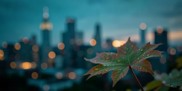 Maple Metropolis