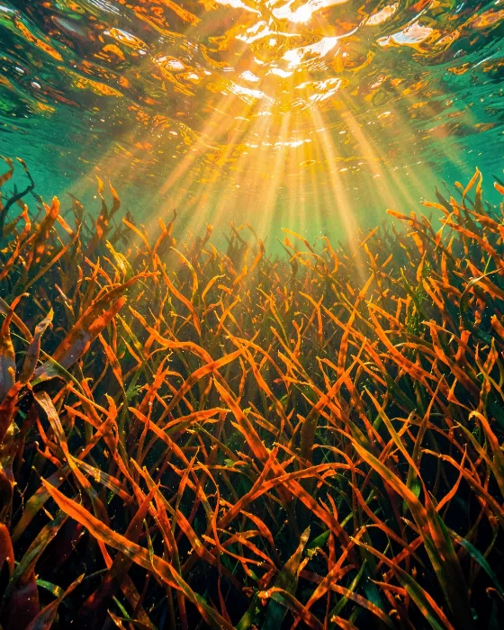 Kelp Radiance