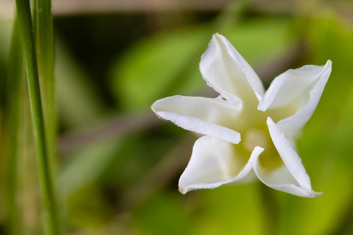 Star Jasmine - Newfoundland art print