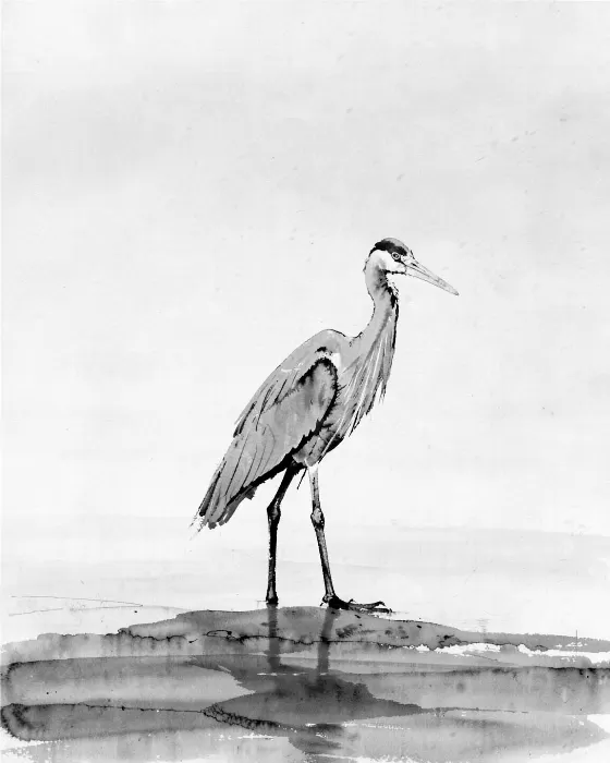 Grey Egrets