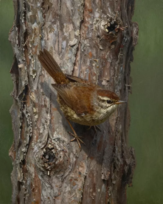 Wren On Pine