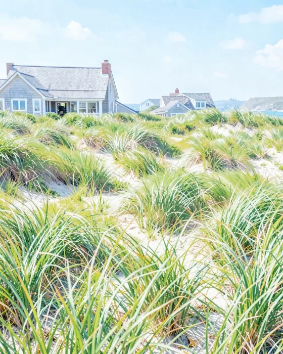 Sea Heath