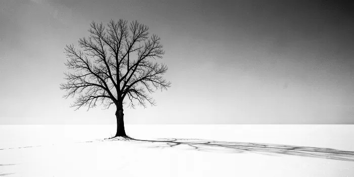Solitary Winter