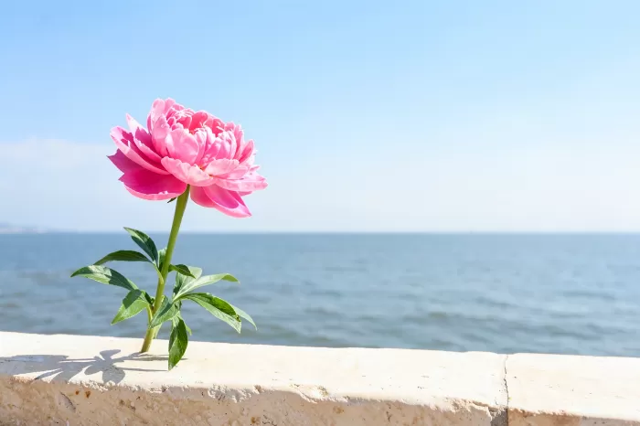 Coastal Peony