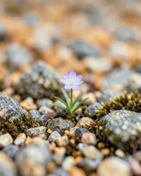 Tundra Moss