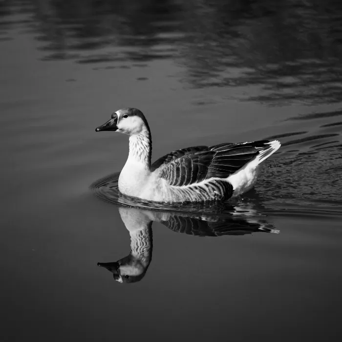 Mirrored Glide