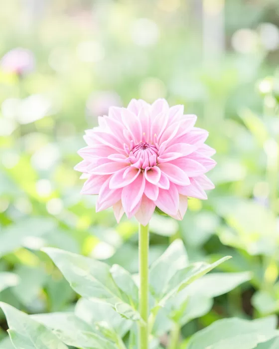 Dahlia Dawn