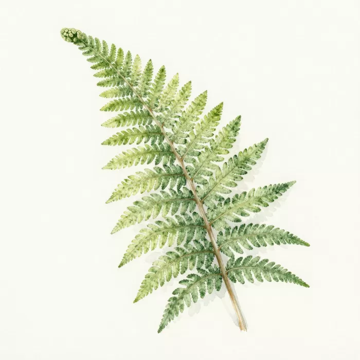 Emerald Frond