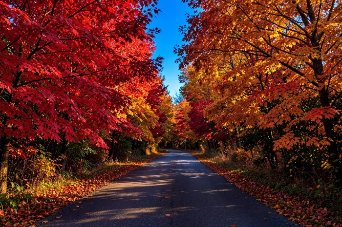 Scarlet Road