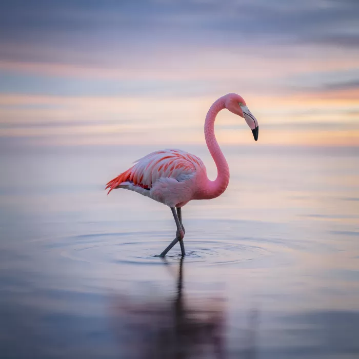 Still Flamingo