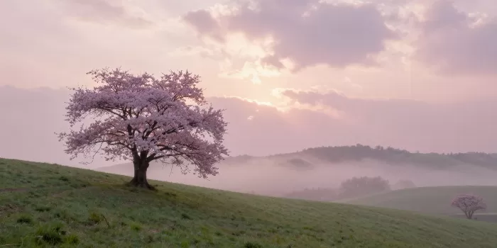 Cherry Summit