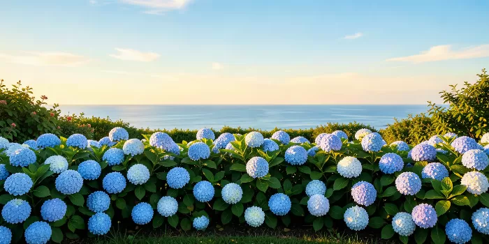 Hydrangea Coast