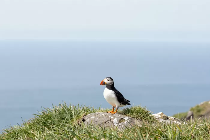 Seabird Sentinel