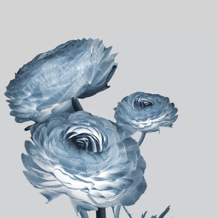 Negative effect ranunculus flower