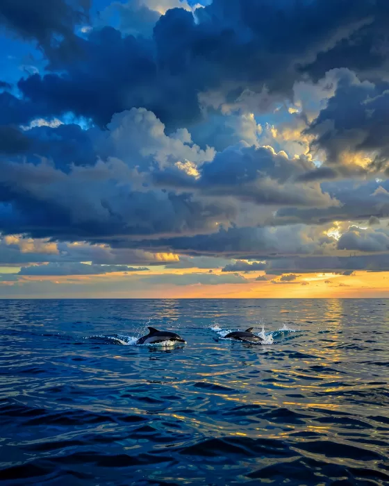 Ocean Gold
