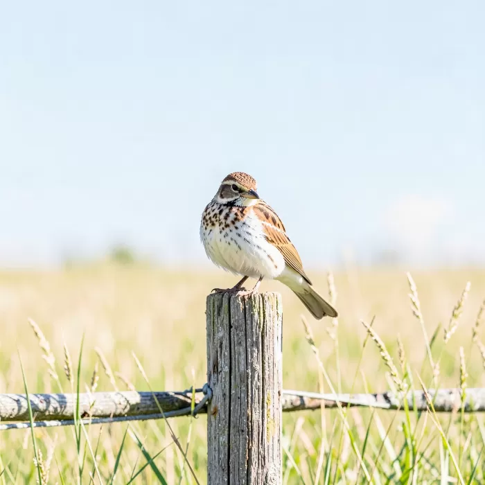 Meadowlark Perch