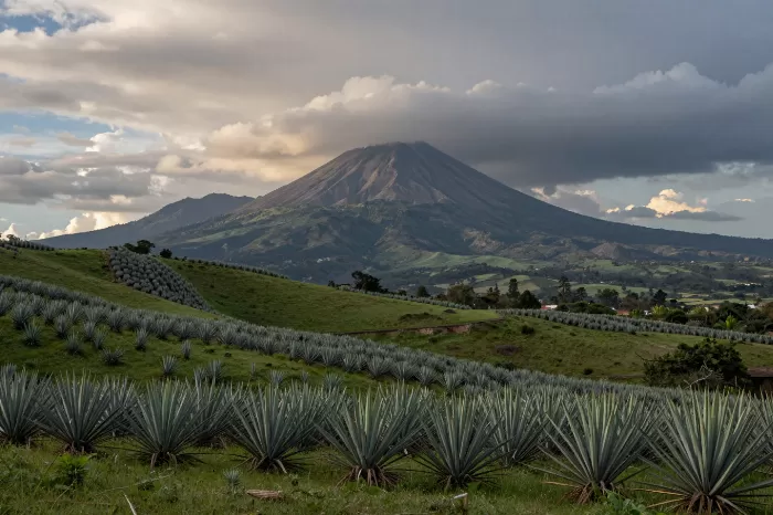 Agave Storm