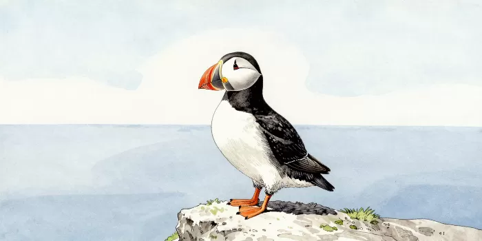 Cliffside Puffin