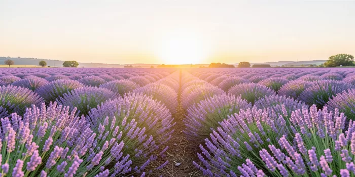 Sunset Lavender